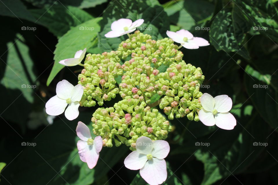 Hydrangea flower in June 