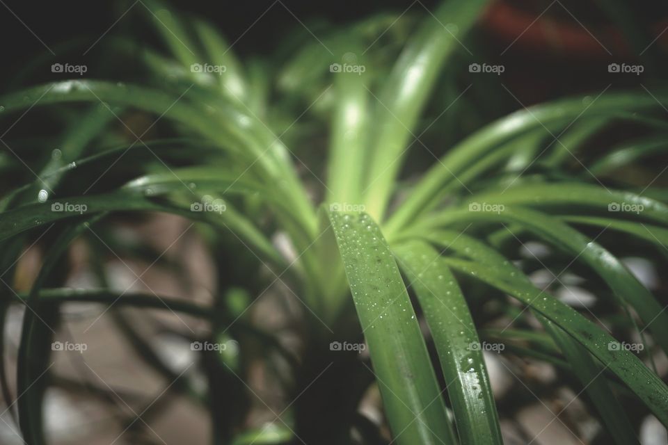 Green palm with rain drops under moonlight 
