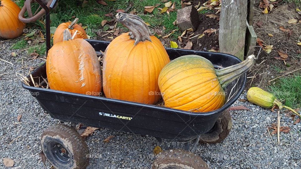 pumpkins in a wheel barrow