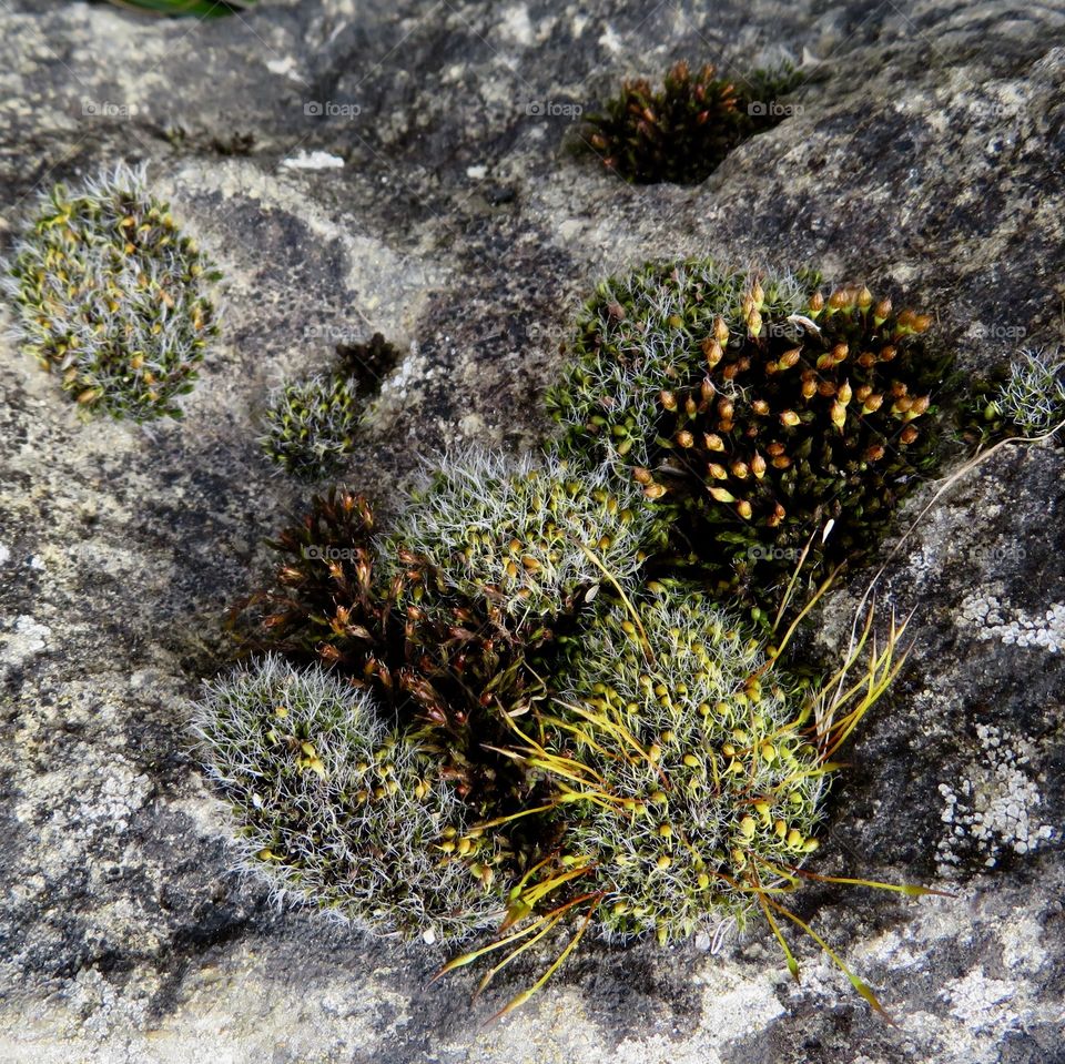 Moss Stone 