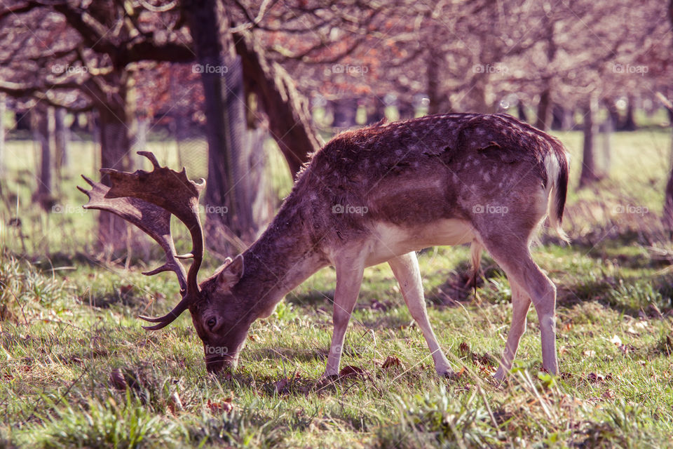 Deer, Antler, Mammal, Stag, Buck