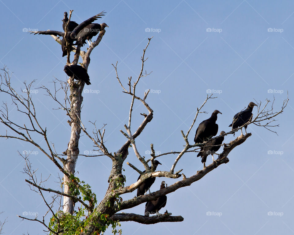 animal bird wildlife vulture by hollyau92