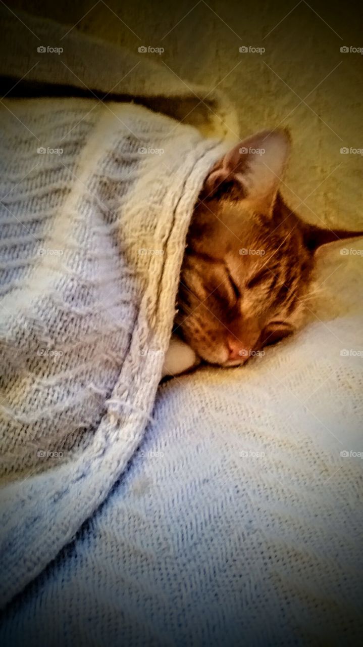 kitty (Whitey)  is cold. Even with a lot of fur, he needs his blanket