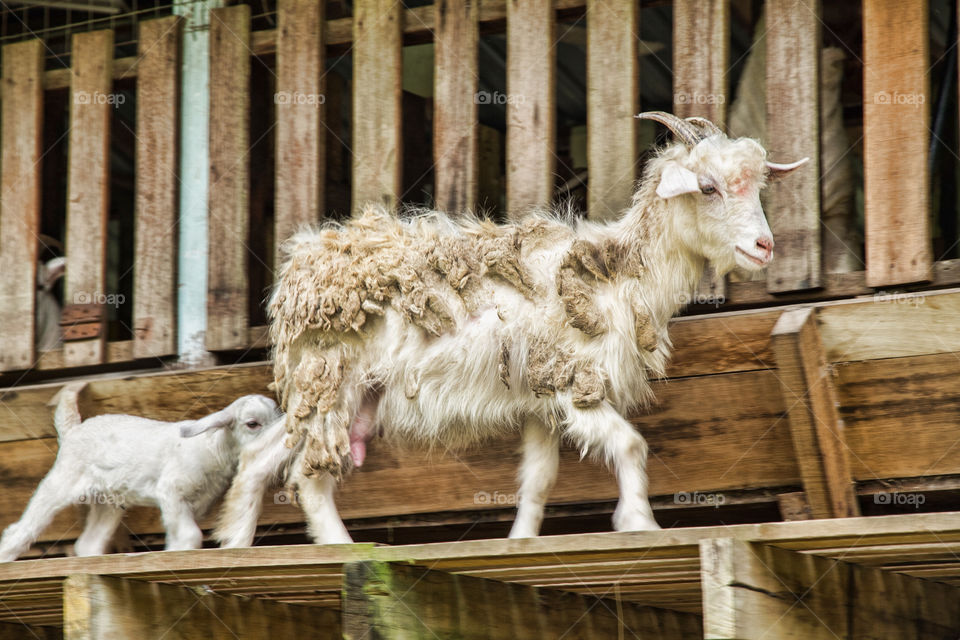 Two goats walking near shed