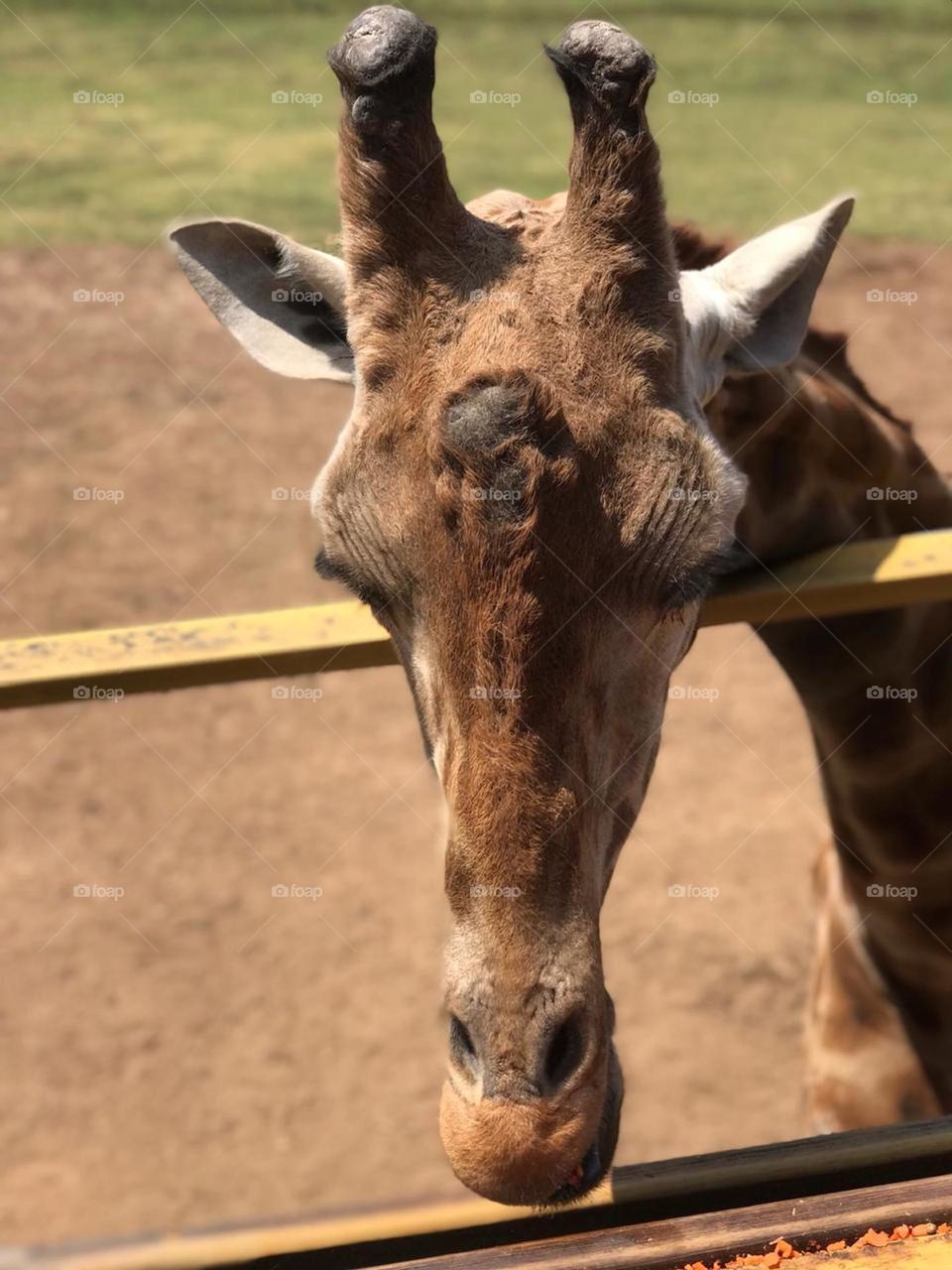 Giraffe 