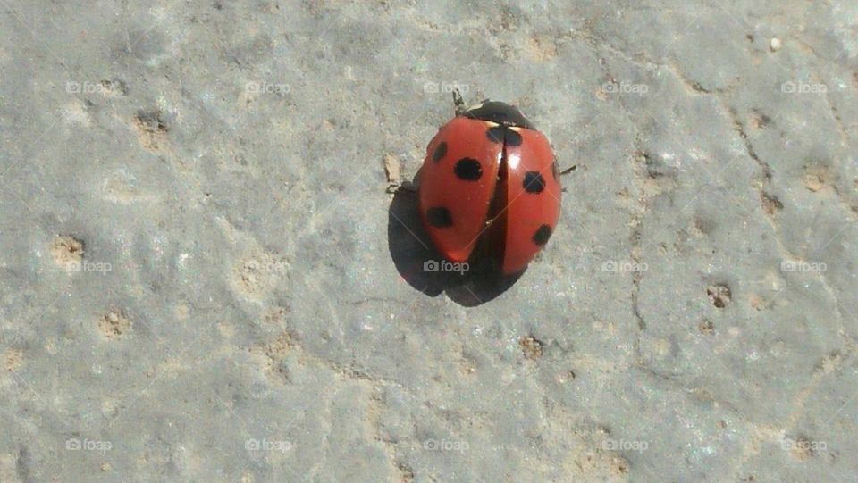 a red coccinelle