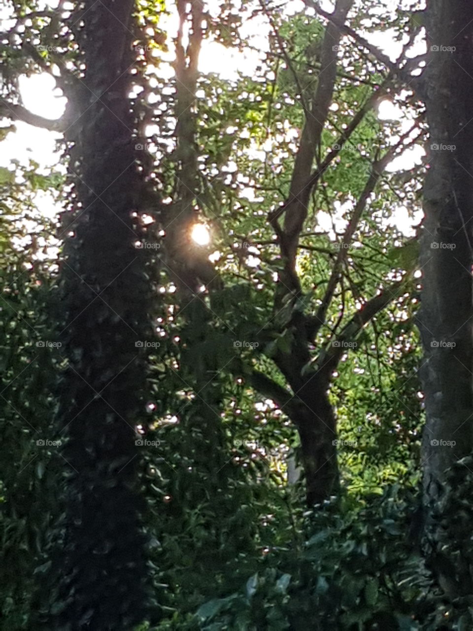 sun and trees