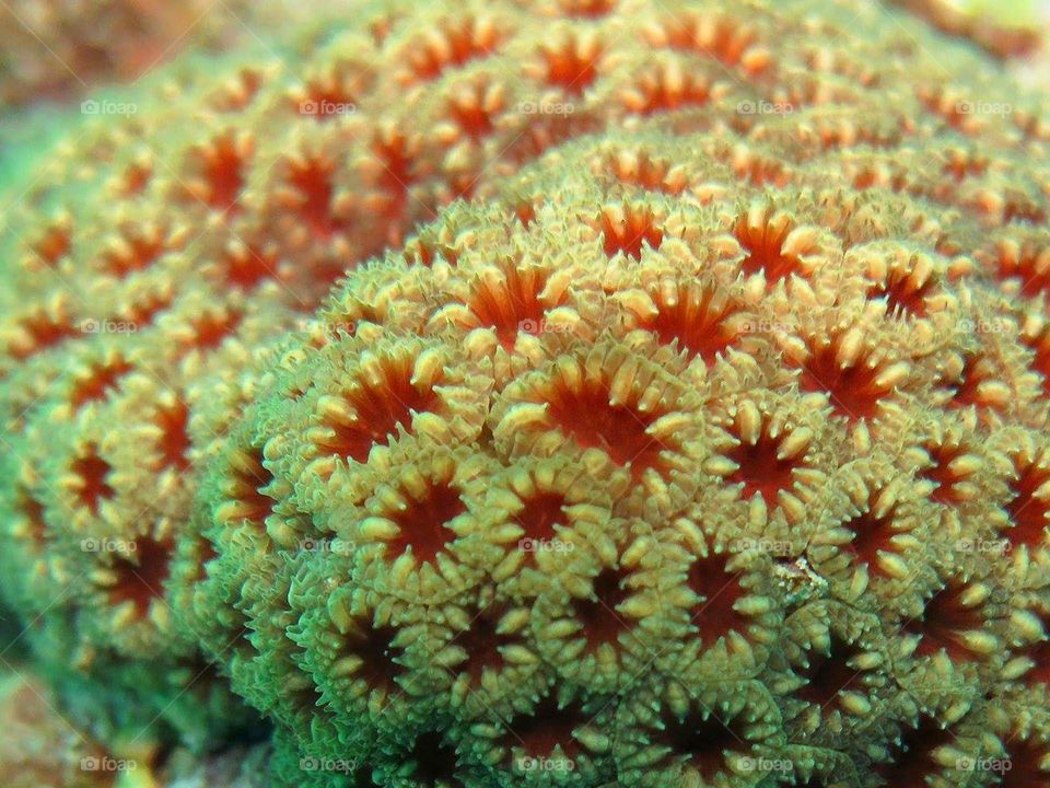 Coral