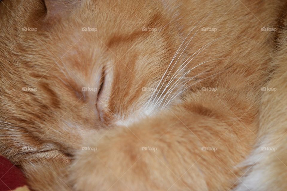 Sleeping yellow cat