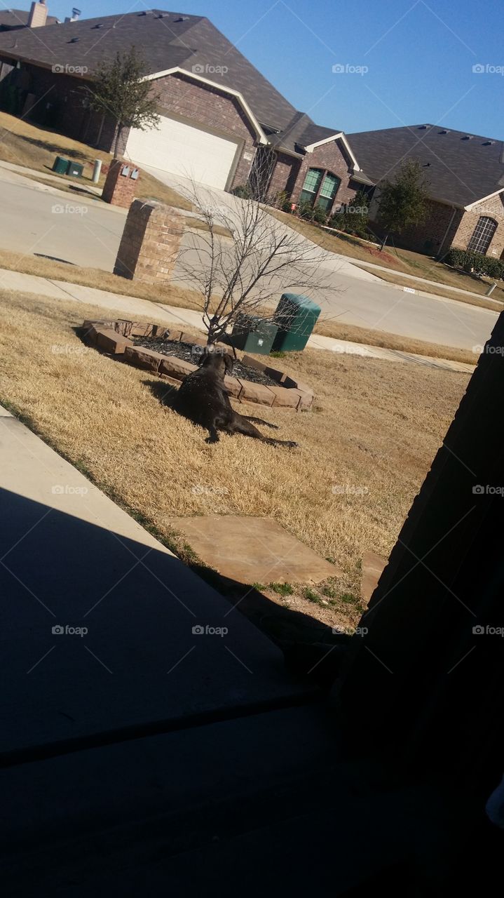 Dog play. Tuff , my lab enjoying hot grass scratched giants his back. 
Right after a bath