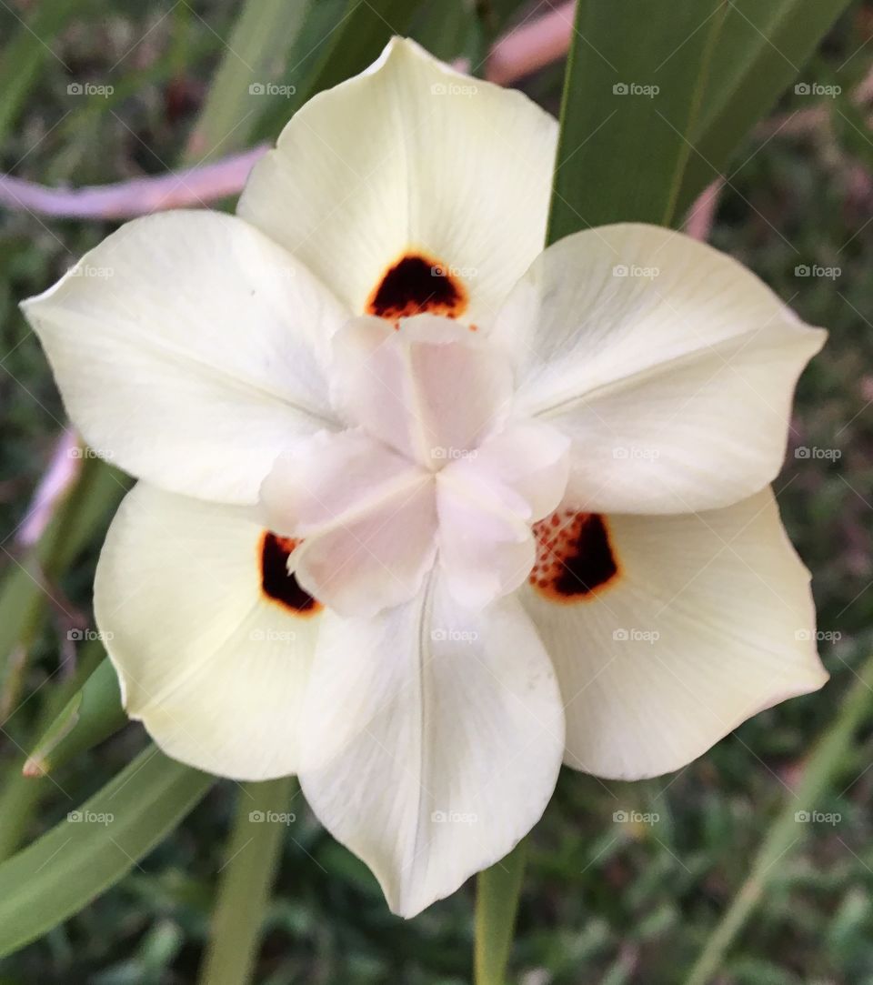 Beautiful flowers 