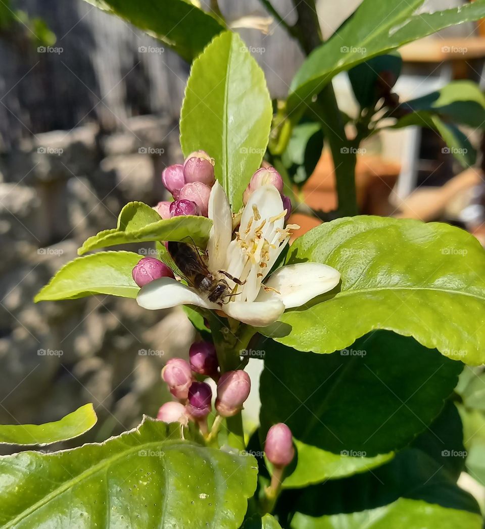 Abeja en limonero
