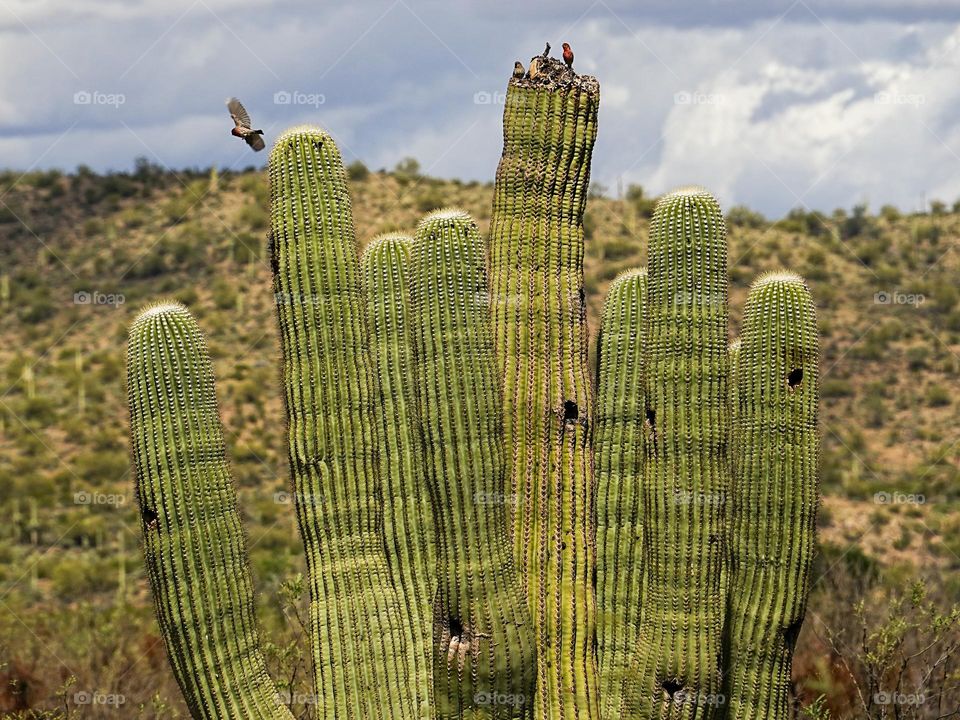 A massive cactus in the Arizona desert is home to several birds