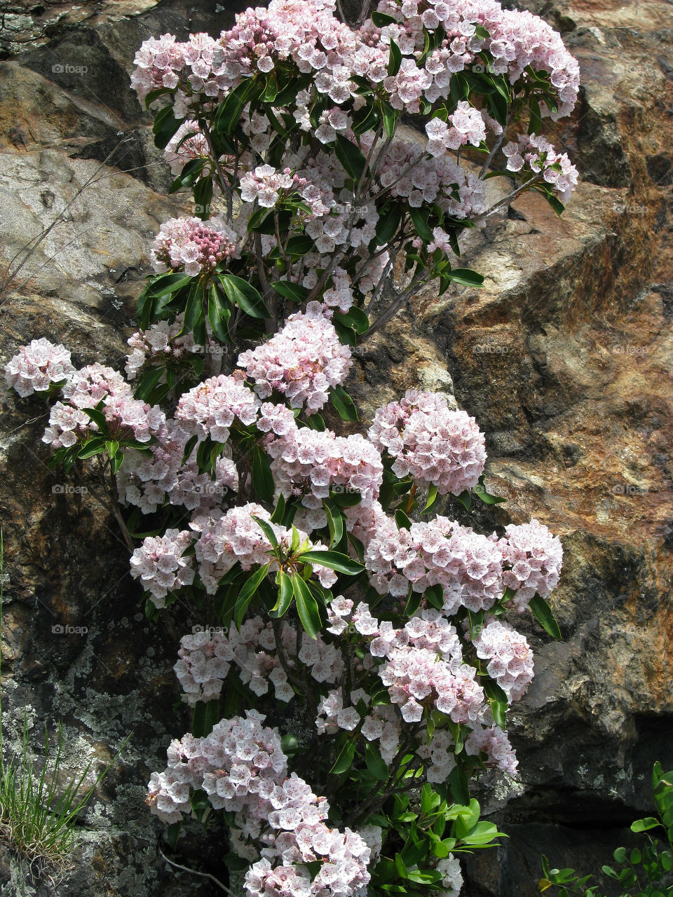 Mountain Laurel