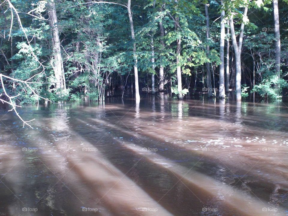 Flooding in the Forest
