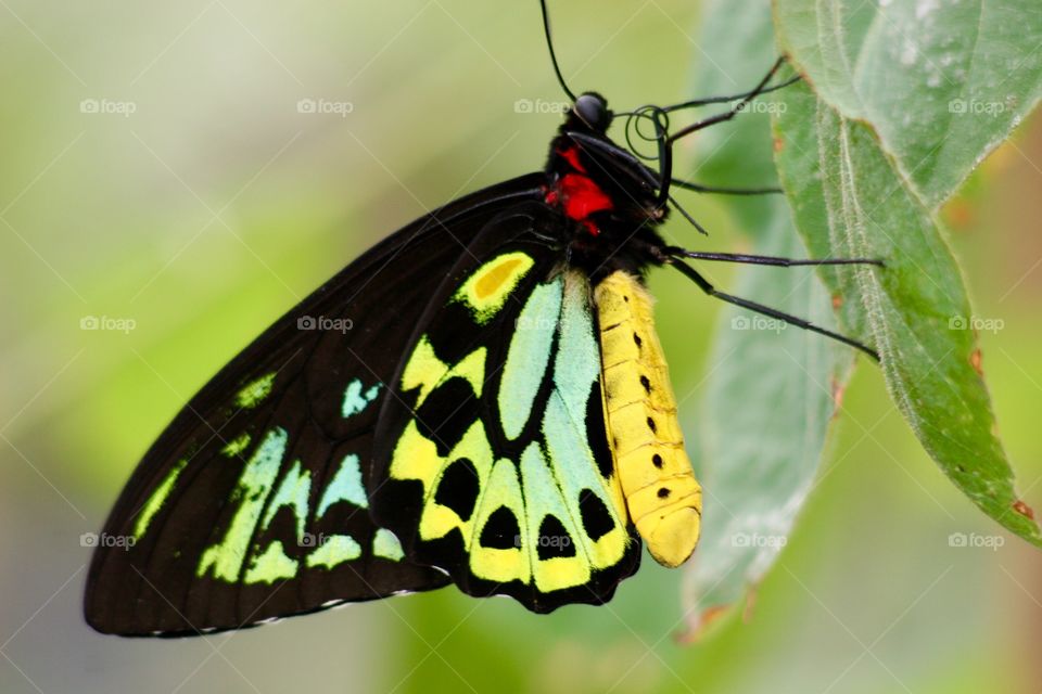 Cairns Birdwing (Ornithoptera euphorio) butterfly