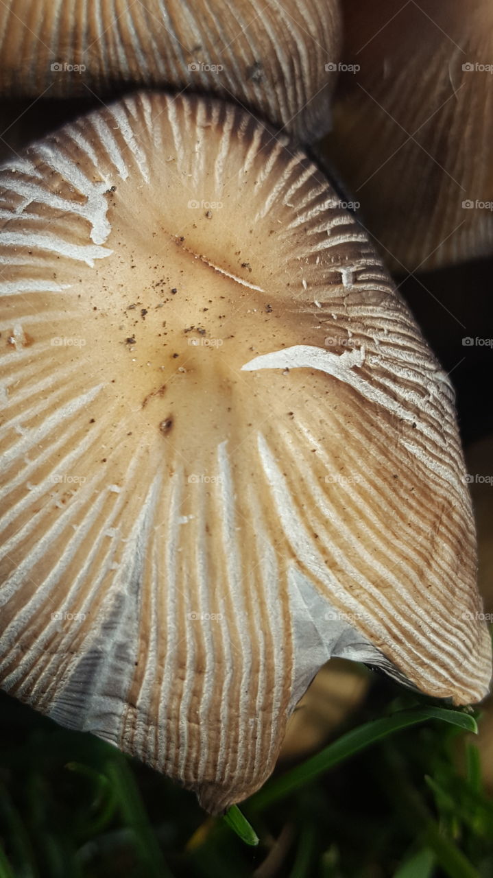 Mushroom Close Up 2