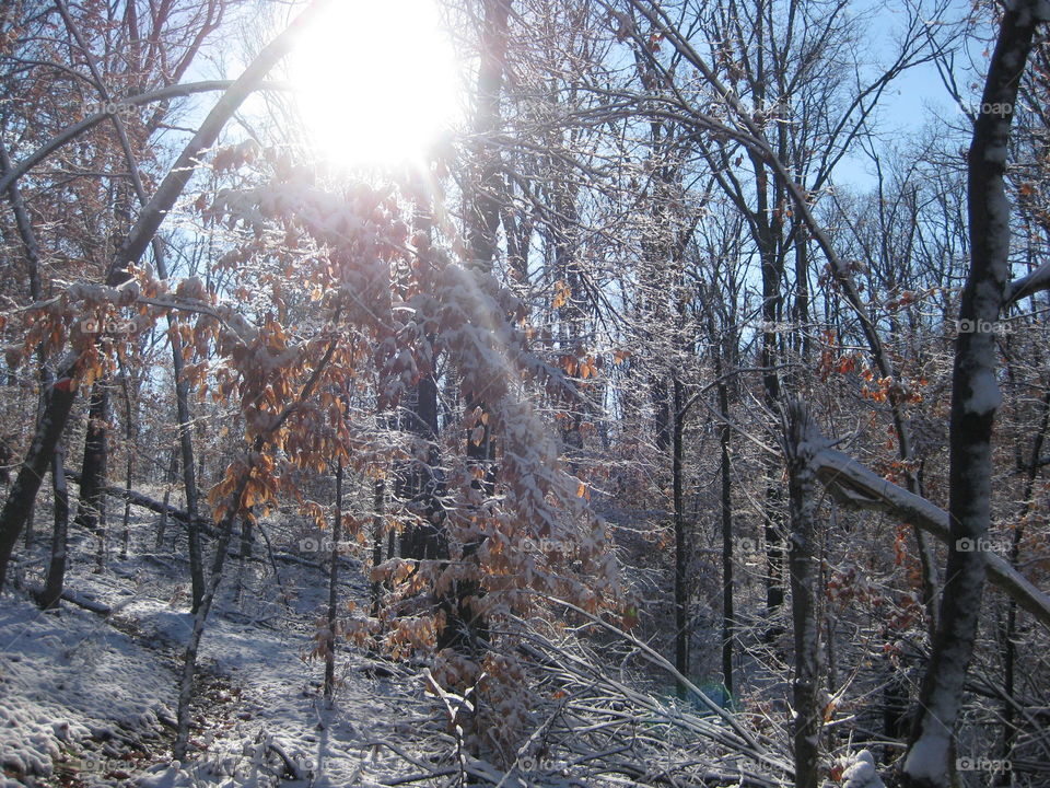 Sunbeam in the snowy woods.