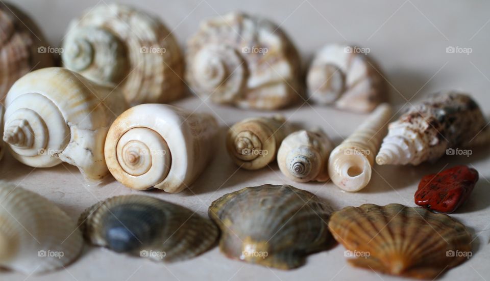 Seashells on white background