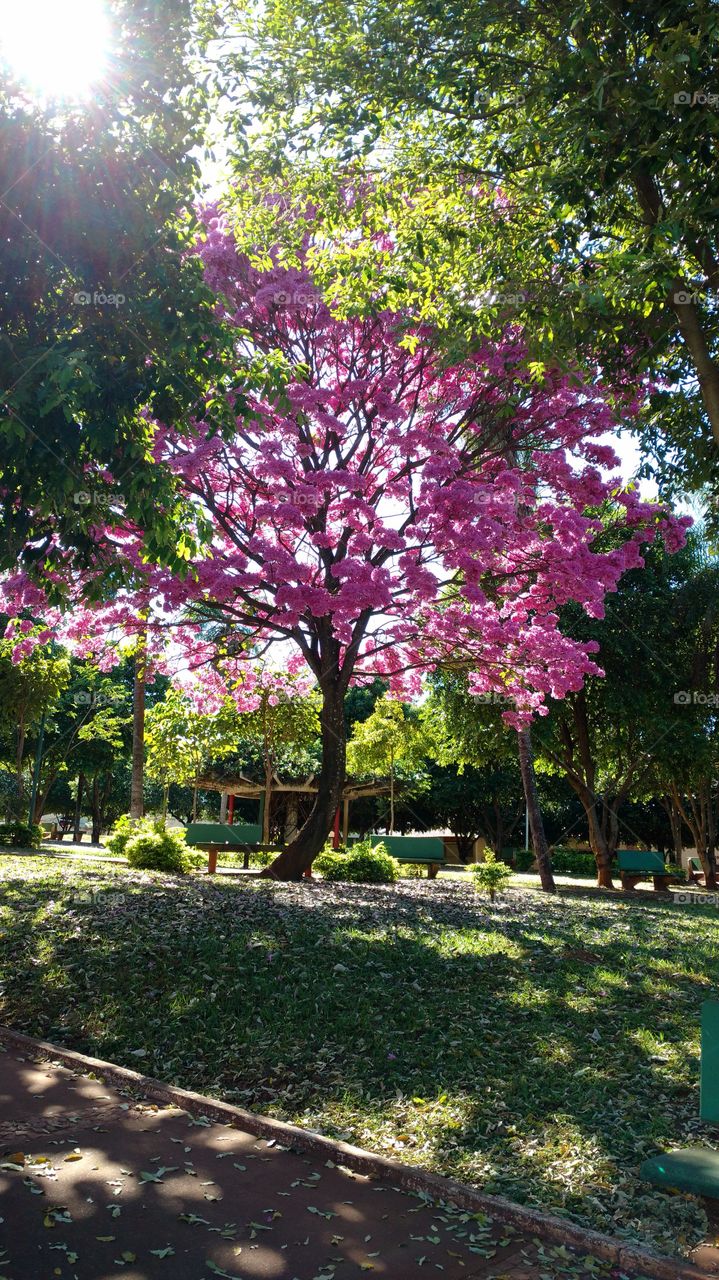 Novamente o ipê, uma das árvores mais maravilhosas contempladas de uma das mais raras belezas que já vi.