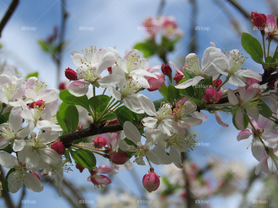 Flowering tree