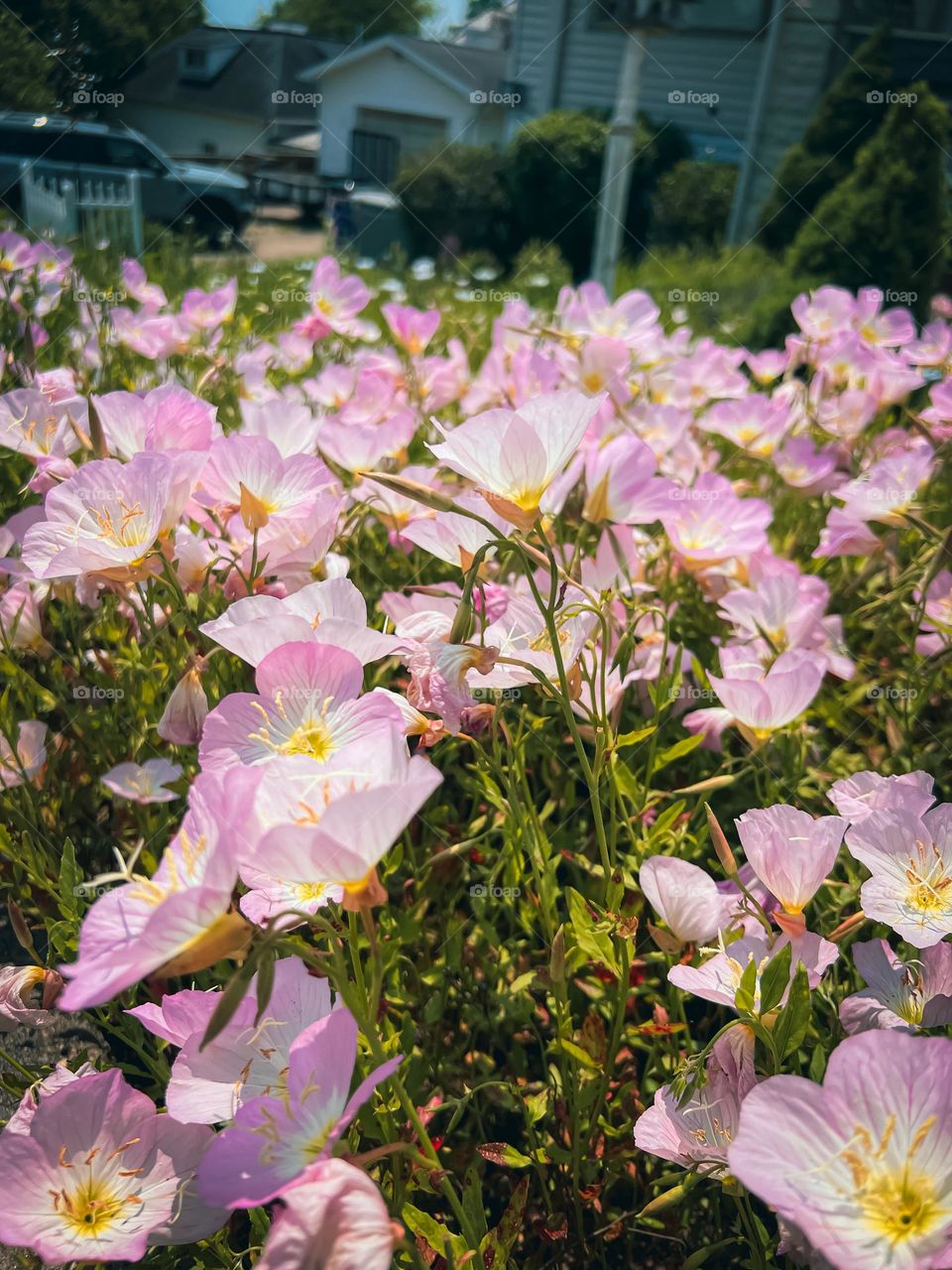 Butterfly flowers part 2