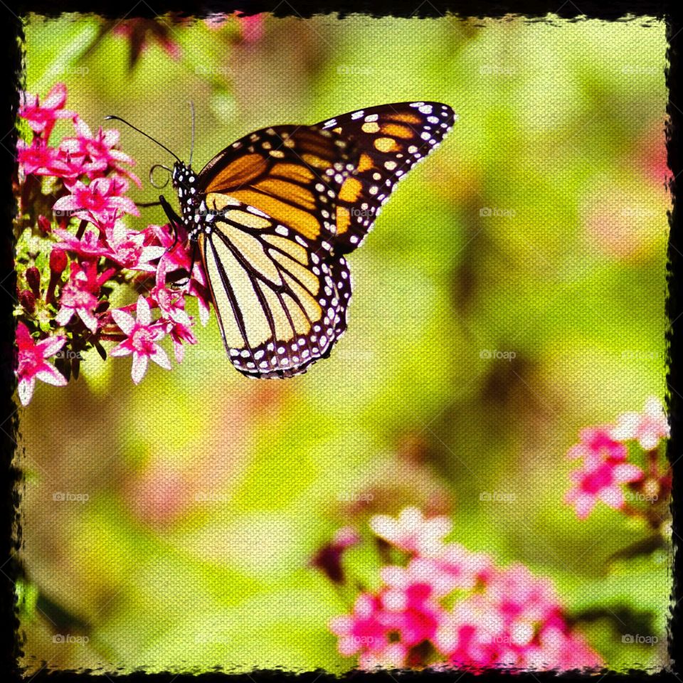 Butterfly, Insect, Nature, Flower, Garden