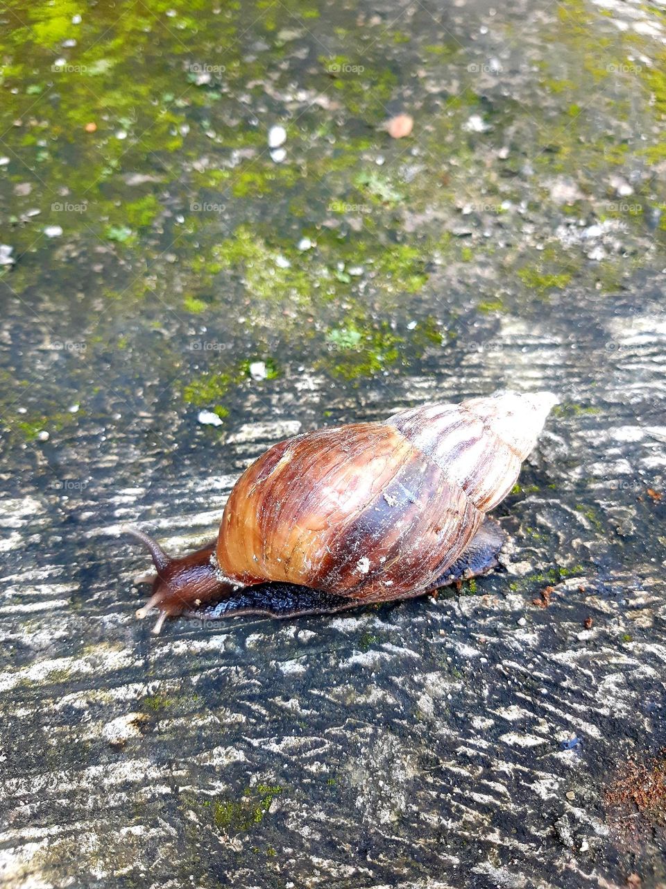 an achatina fulica walking on the ground