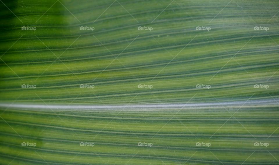 corn leaf