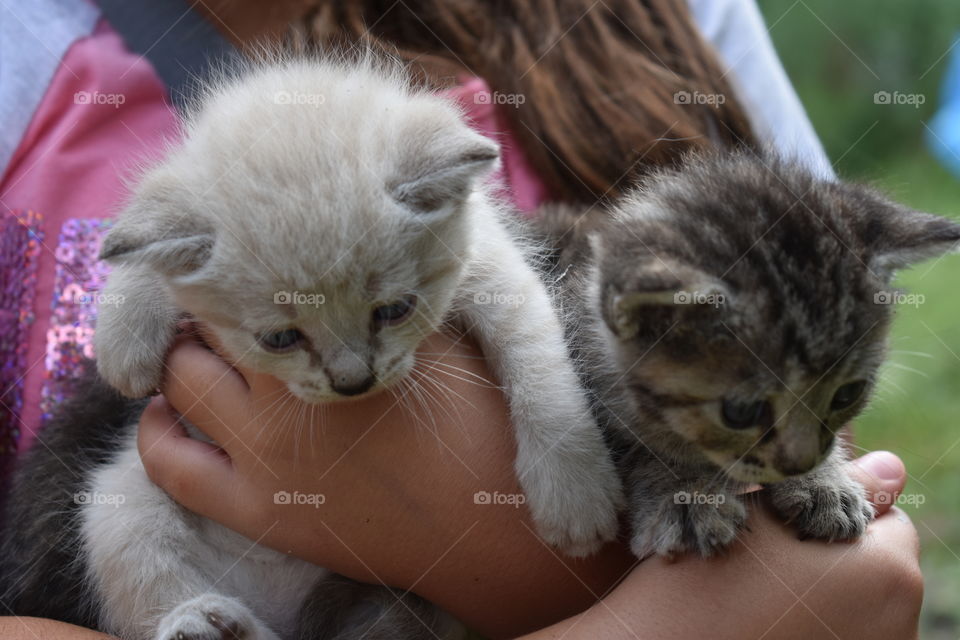 sweet kittens