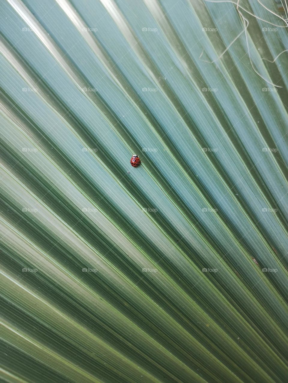 ladybug and green leaf