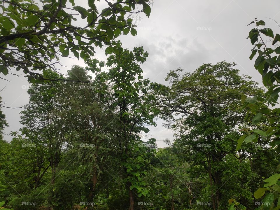 a image of teak wood trees from Adilabad Telangana India forest