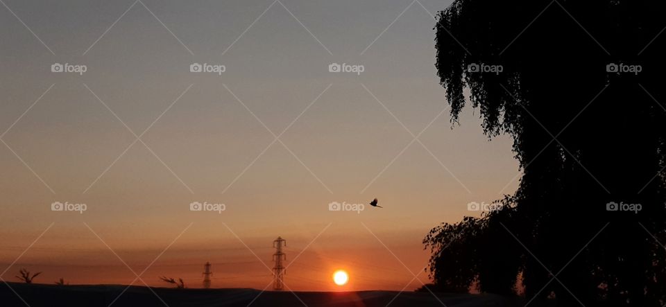 The sunrises, glaring down at the world just as a bird flys by