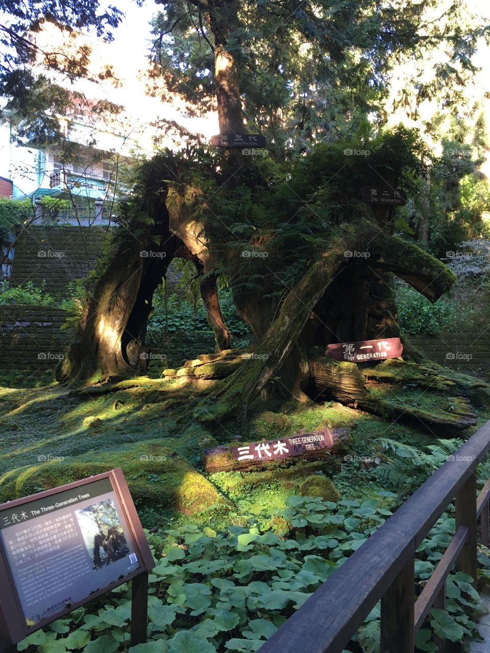 Three Generation Wood