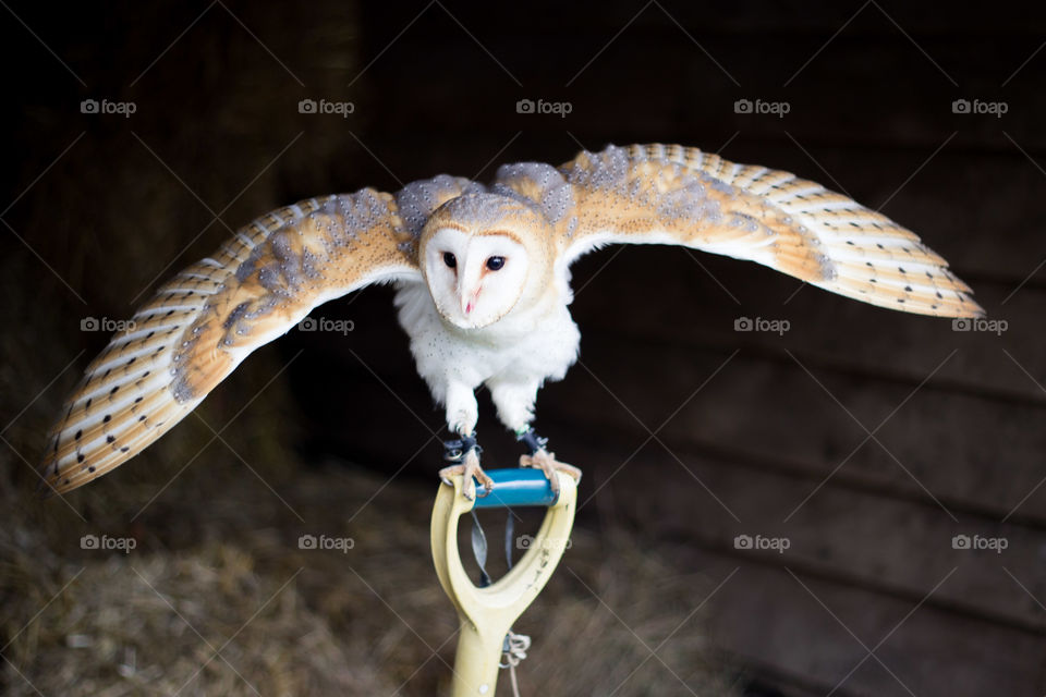 Barn owl defence readiness