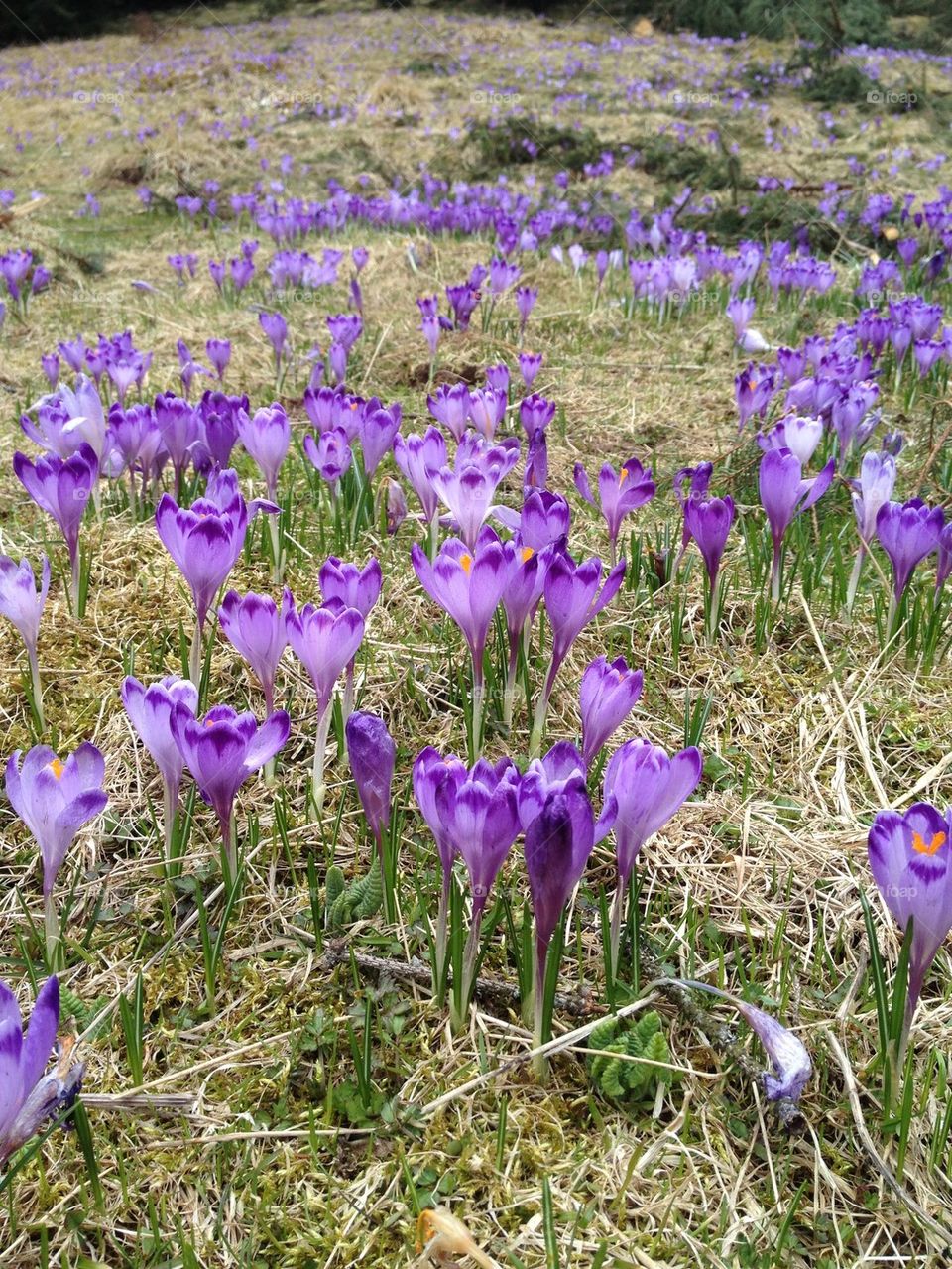 Crocus 2