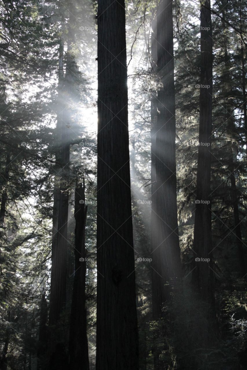 Redwood light 