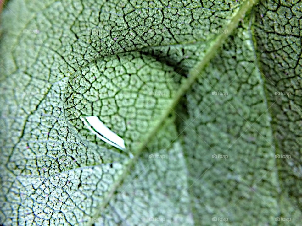 Water on a leaf close up 