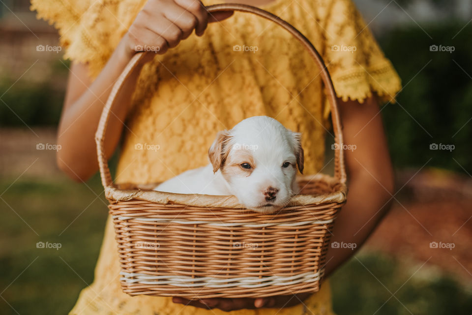 Puppy in basket 