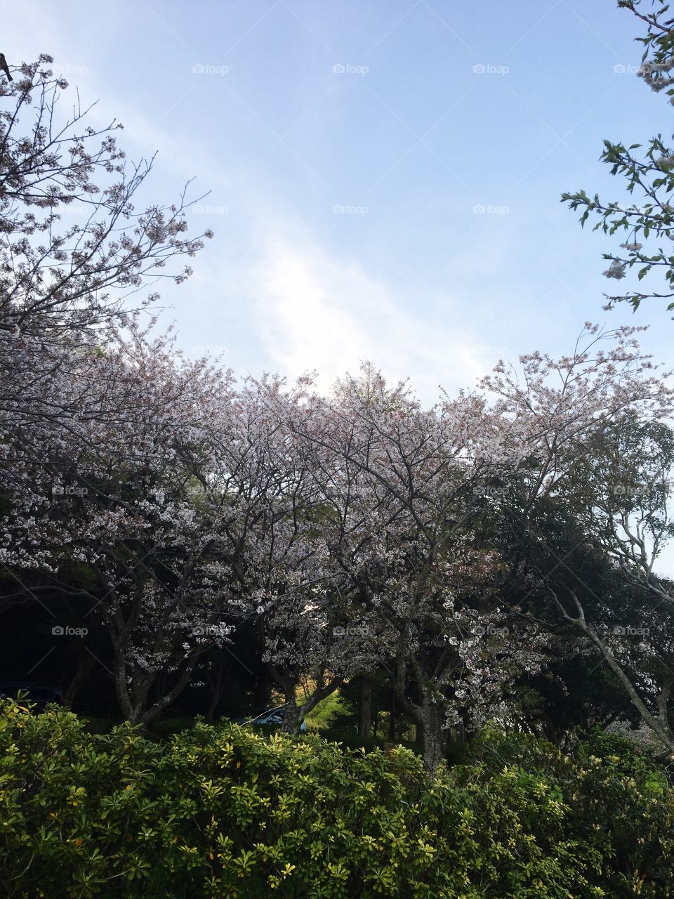 Japanese Blossom 
