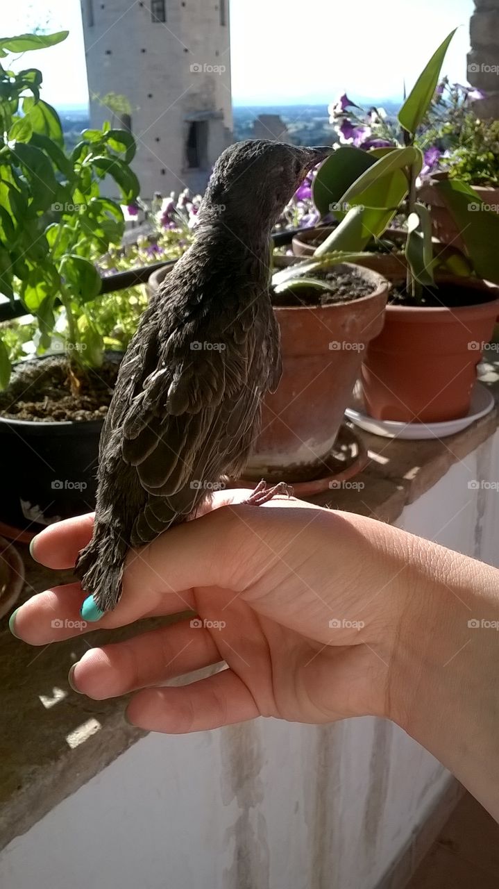 Bird, Outdoors, Nature, Food, One