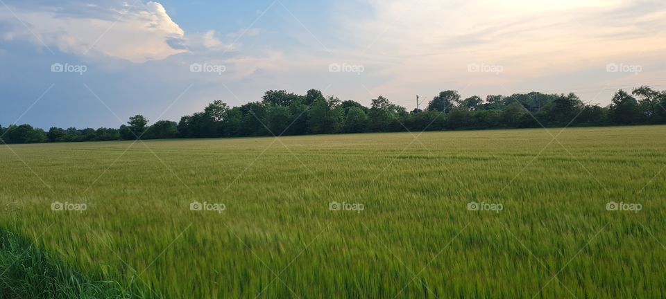 grain field