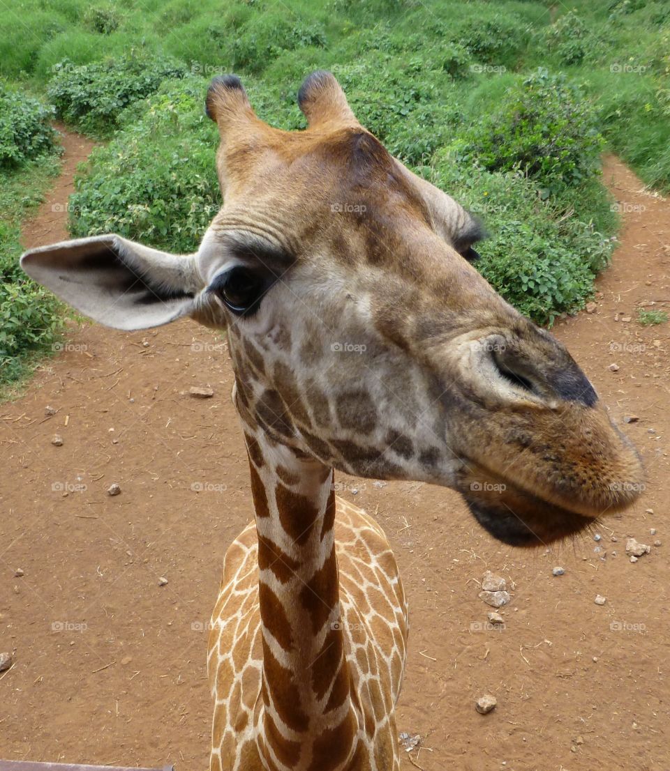 giraffes up close