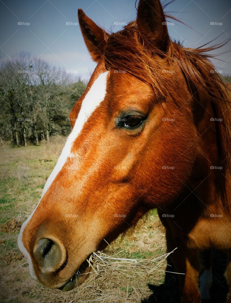 Close-up of horse eating grass