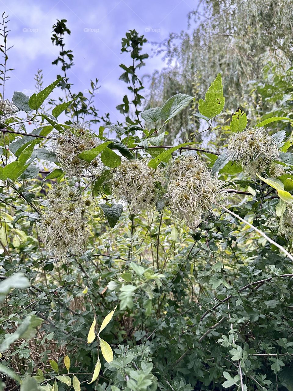 Wild clematis traveller’s-joy plant growing almond hedge in English countryside near oxford canal late summer nature close up