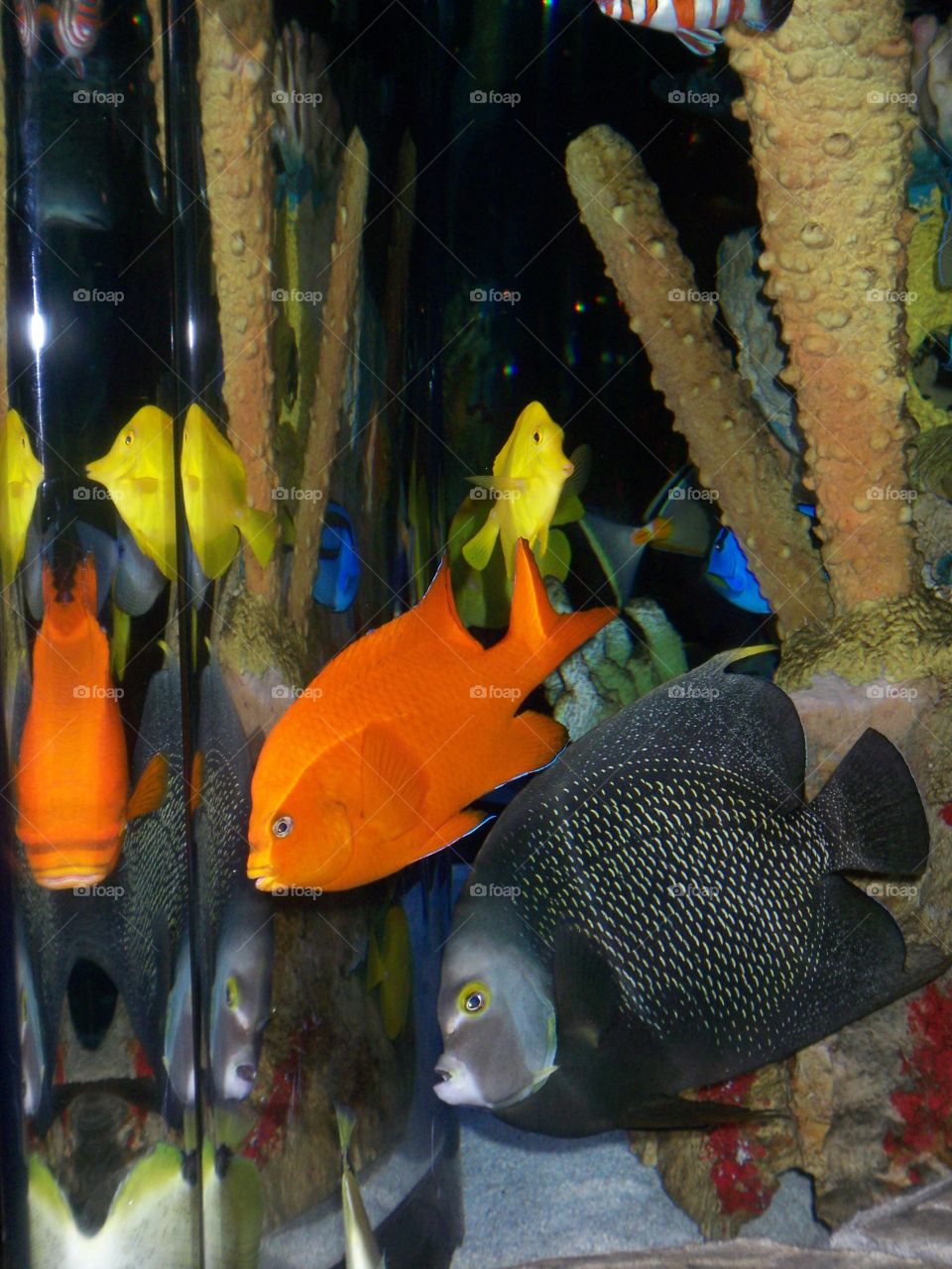 Colorful fishes