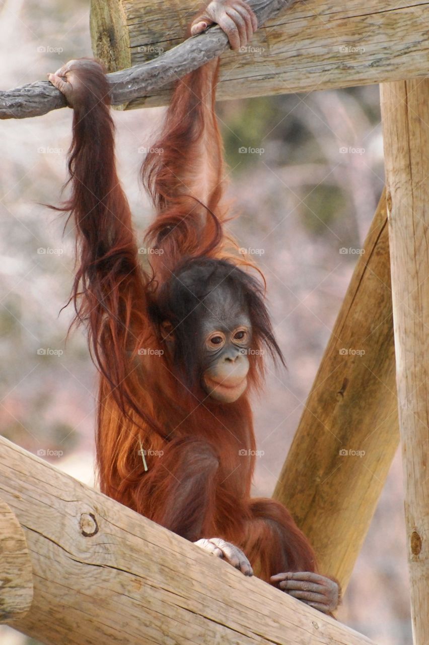 An Orangutan hanging around at the zoo