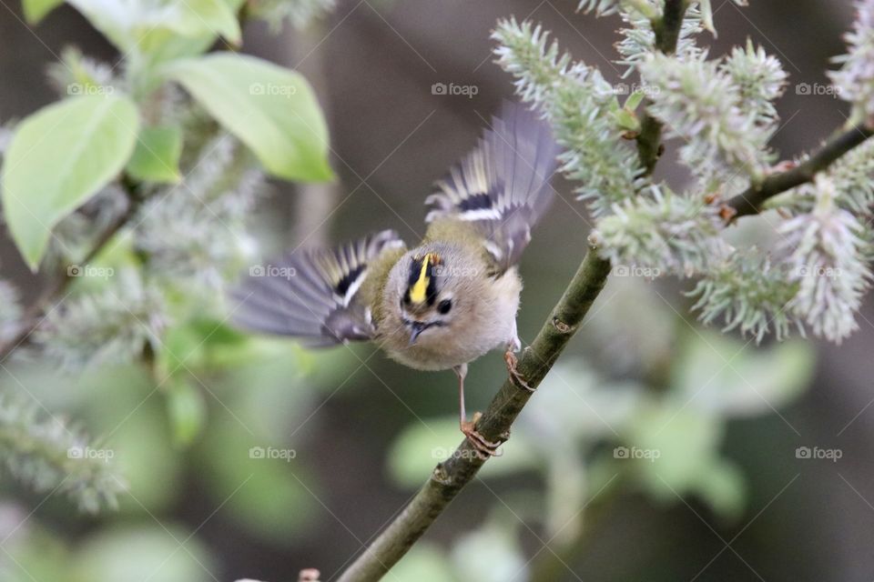 Goldcrest 
