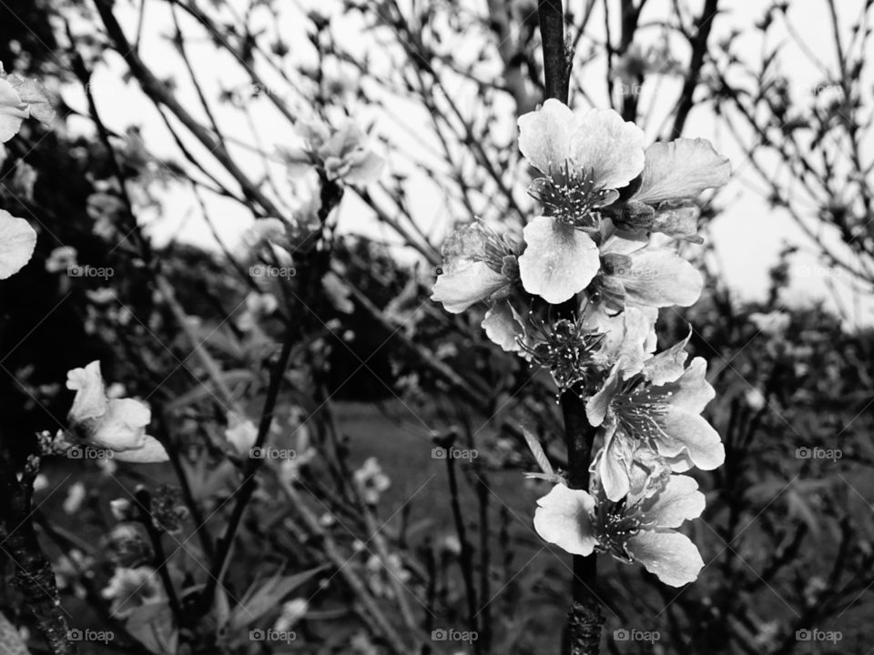 Flower, Nature, Monochrome, Leaf, Tree