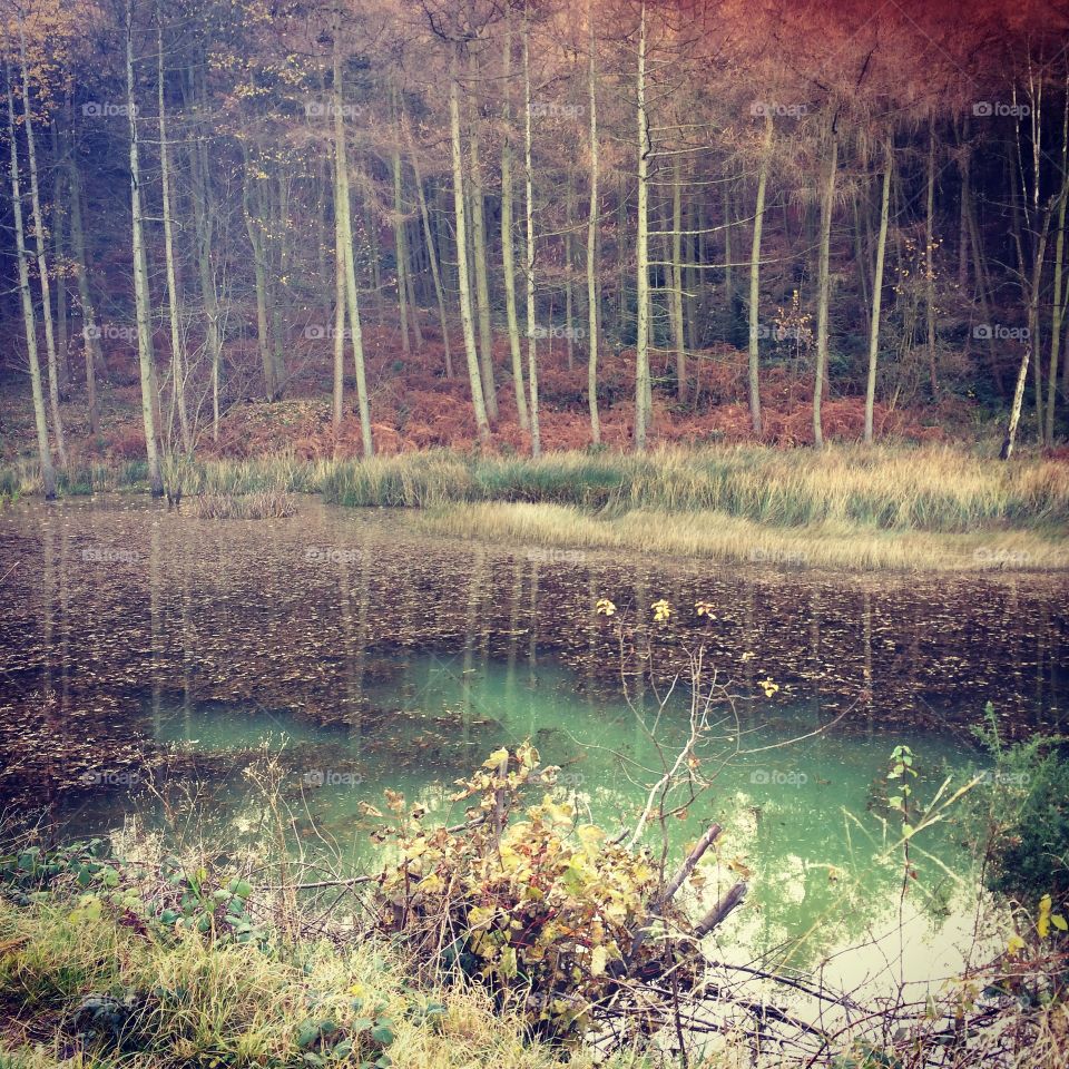 A pond in the woods 